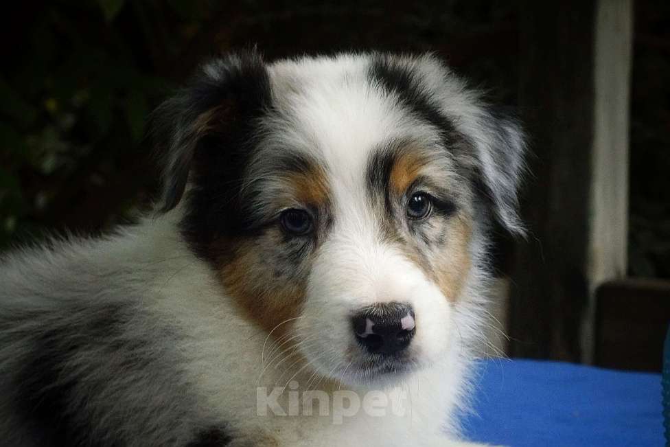 Собаки в Ростове-на-Дону: Щенки австралийской овчарки Мальчик, 60 000 руб. - фото 6