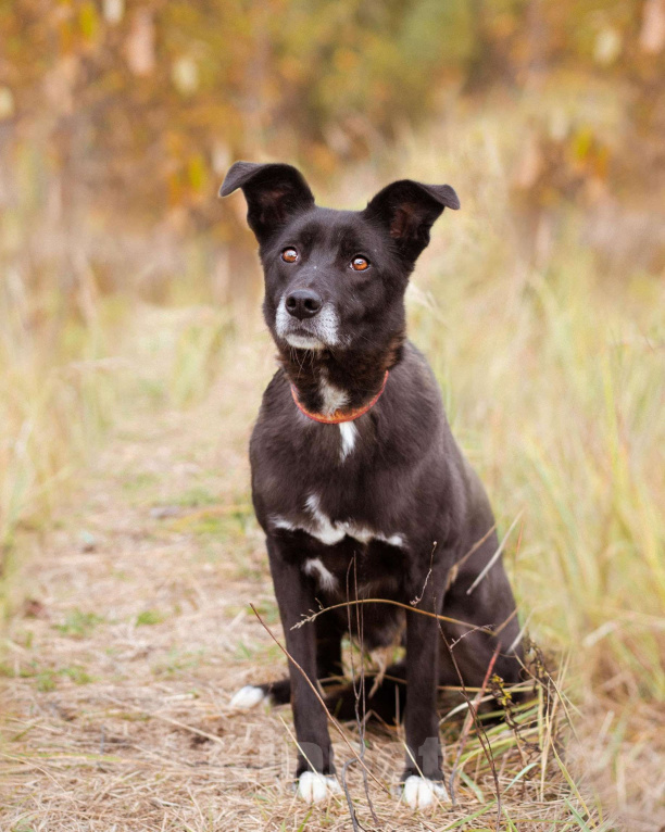 Собаки в Москве: Собака из приюта ищет дом Девочка, Бесплатно - фото 2