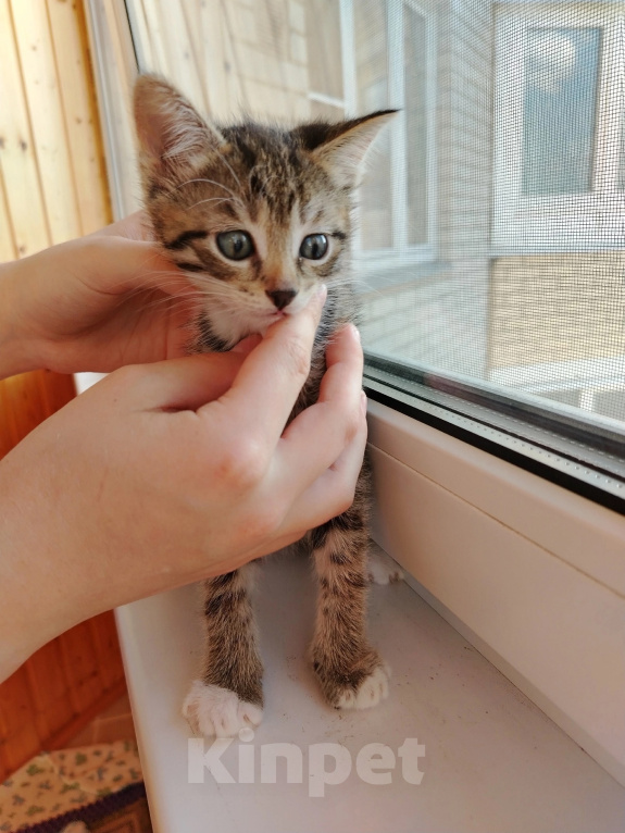 Кошки в Лобне: Котёнок крошка Енот 1,5 мес Мальчик, Бесплатно - фото 7