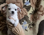 Собаки в Узловой: Щенок чихуахуа мальчик Мальчик, 75 000 руб. - фото 2