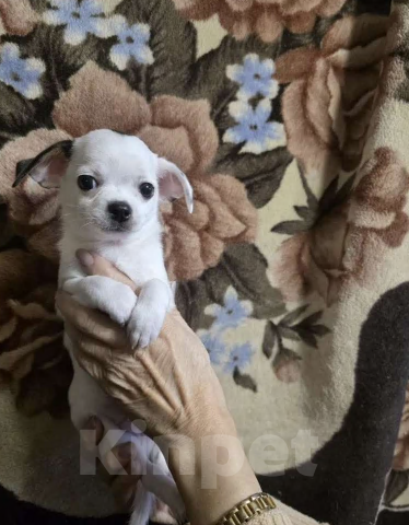 Собаки в Узловой: Щенок чихуахуа мальчик Мальчик, 75 000 руб. - фото 2