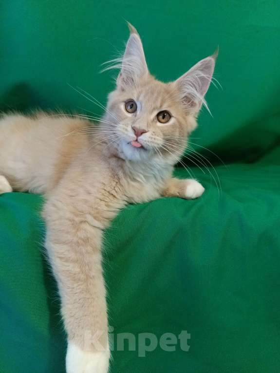 Кошки в других городах Владимирской области: Котик мейн кун Мальчик, 45 000 руб. - фото 2