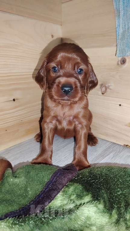 Собаки в Новосибирске: Щенки ирландского сеттера Девочка, 60 000 руб. - фото 3