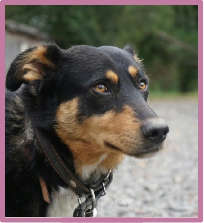 Собаки в Санкт-Петербурге: ИЩУ ЗАБОТЛИВУЮ СЕМЬЮ  Девочка, Бесплатно - фото 2