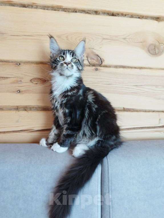 Кошки в Чите: Продается котенок мейнкун Девочка, 35 000 руб. - фото 2