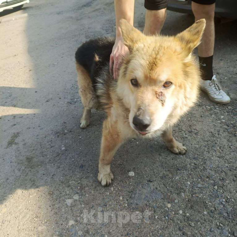 Собаки в Смоленске: Потерялась Собака Мальчик, Бесплатно - фото 2