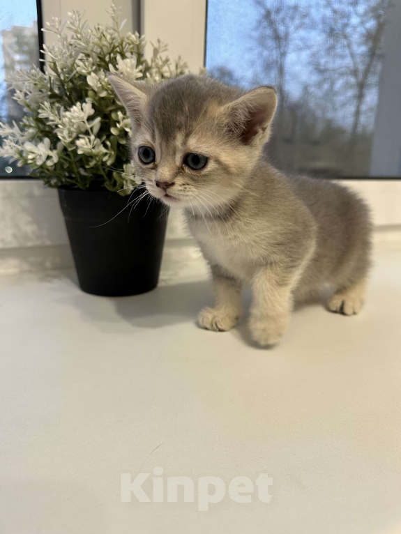 Кошки в Люберцах: Продам британских голубоглазых котяток  Девочка, 6 000 руб. - фото 2