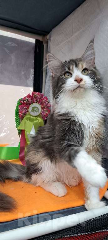 Кошки в Москве: Маленькие рыси Девочка, 90 000 руб. - фото 4