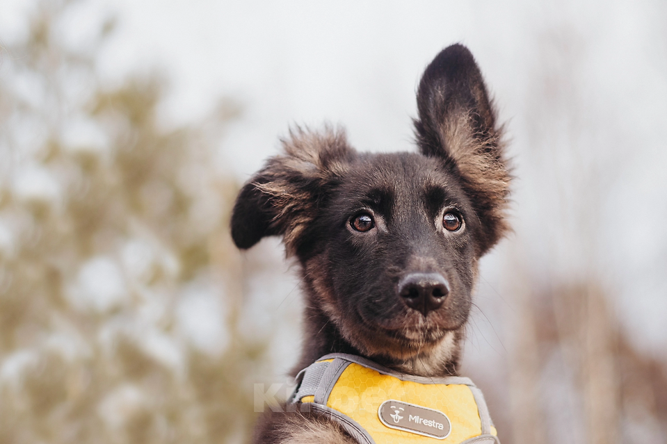 Собаки в Москве: Щенуля Тайлин ищет самый лучший дом! Девочка, Бесплатно - фото 4