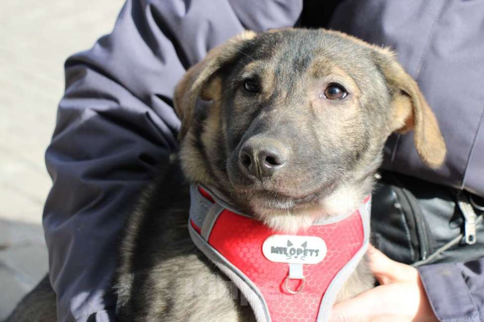 Собаки в Санкт-Петербурге: Удивительный щенок с умными глазами Мальчик, Бесплатно - фото 9