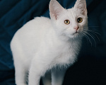 Кошки в Клине: Ассоль — стройная и воздушная кошечка, словно балерина Девочка, Бесплатно - фото 8