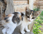 Кошки в Астрахани: Дворовая кошка родила котят Мальчик, Бесплатно - фото 5