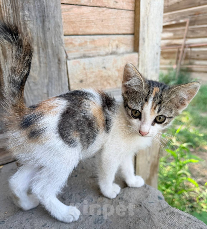 Кошки в Астрахани: Дворовая кошка родила котят Мальчик, Бесплатно - фото 5