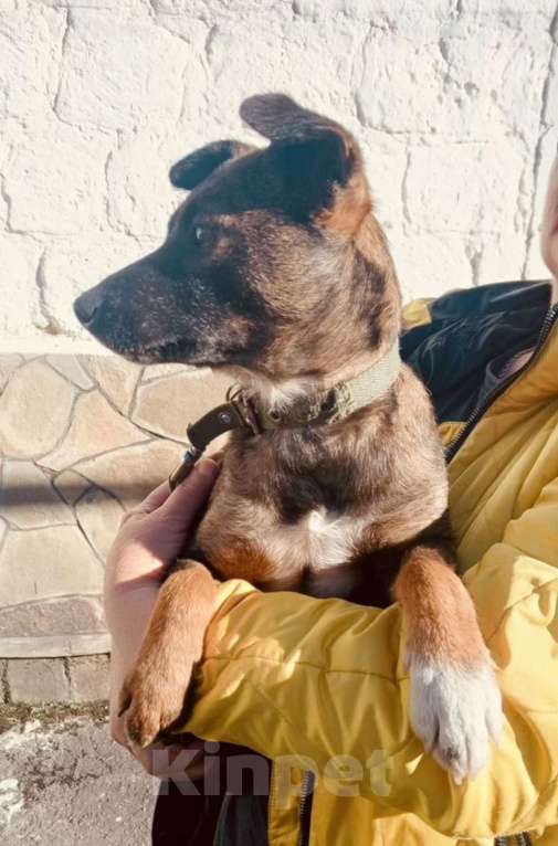 Собаки в других городах Владимирской области: Ласковая и маленькая собачка с улицы ждет, когда ее заберут домой! Девочка, Бесплатно - фото 1