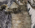 Кошки в Москве: Котик Луня ищет дом  Мальчик, Бесплатно - фото 3