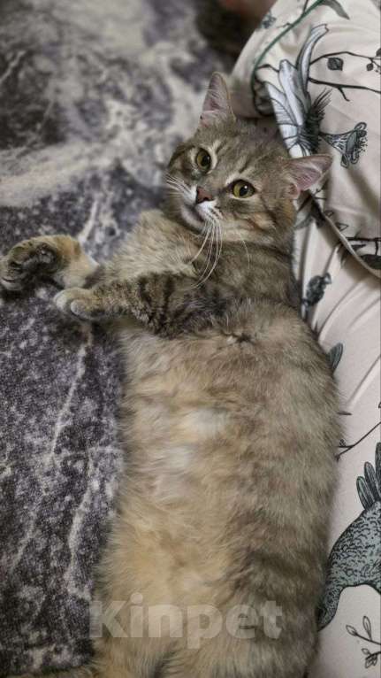 Кошки в Москве: Котик Луня ищет дом  Мальчик, Бесплатно - фото 3