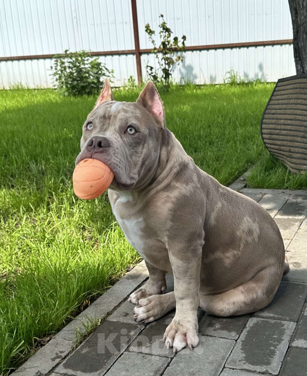 Собаки в других городах Московской области: Мальчик Американский булли Мальчик, 130 000 руб. - фото 5