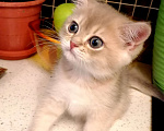Кошки в Одинцово: Британский котик ждет своих родителей Мальчик, 10 000 руб. - фото 4