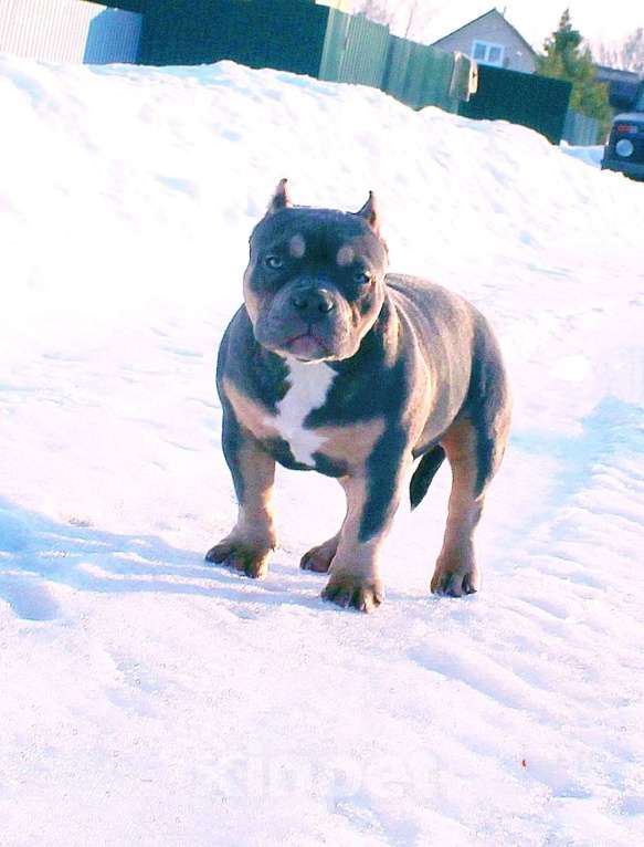 Собаки в Москве: Девочка булли Девочка, 100 000 руб. - фото 4