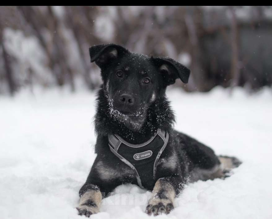 Собаки в Москве: Сникерс Мальчик, Бесплатно - фото 1