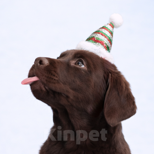 Собаки в Санкт-Петербурге: Щенки лабрадора ретривера  Девочка, Бесплатно - фото 2