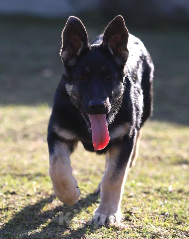 Собаки в Тарусе: Щенки восточноевропейской овчарки  Девочка, 50 000 руб. - фото 2