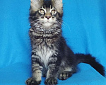 Кошки в Сочи: котята Мейн-Кун Мальчик, Бесплатно - фото 1