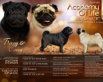 Собаки в Брянске: Питомник Academy of Life предлагает прекрасных щенков мопса от титулованной красивой пары. Мальчик, 65 000 руб. - фото 6