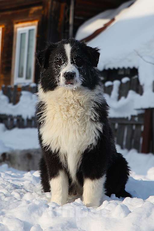 Собаки в других городах Владимирской области: щенок австралийской овчарки Мальчик, 60 000 руб. - фото 2