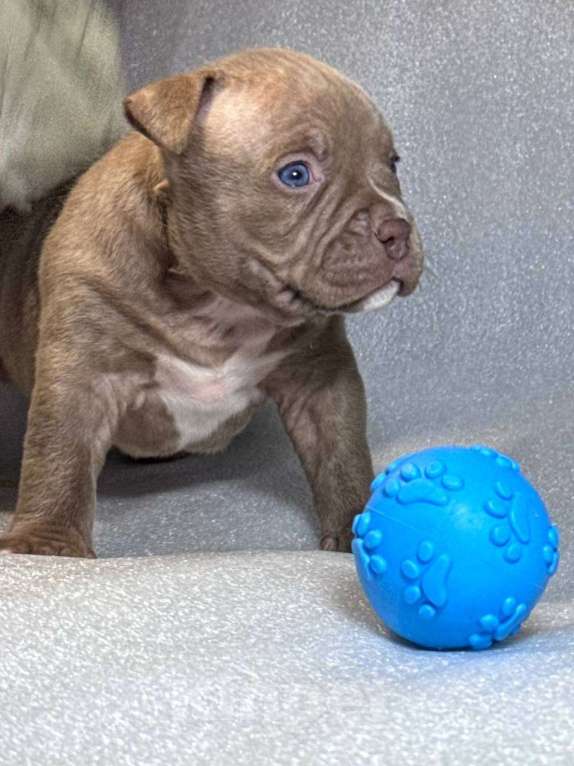 Собаки в Санкт-Петербурге: американский булли Девочка, Бесплатно - фото 5