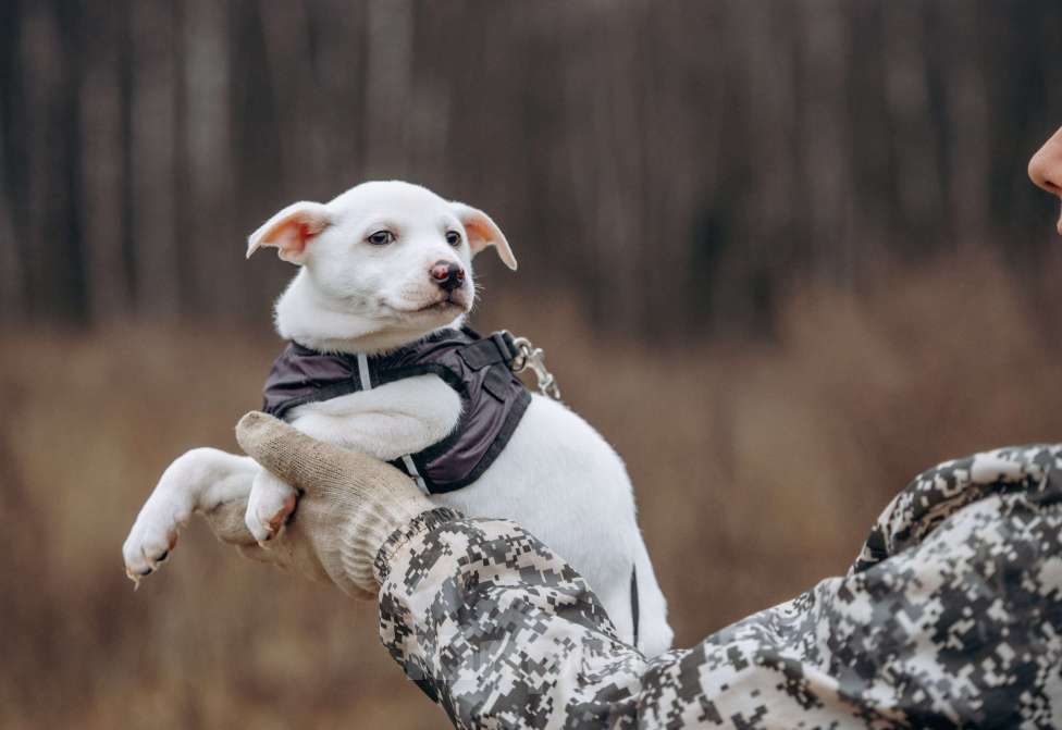 Собаки в Москве: Щенок-мальчик, в добрые руки Мальчик, Бесплатно - фото 6
