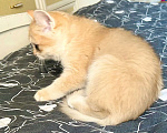 Кошки в Москве: Девочка Золотая шиншилла  Девочка, 50 000 руб. - фото 4