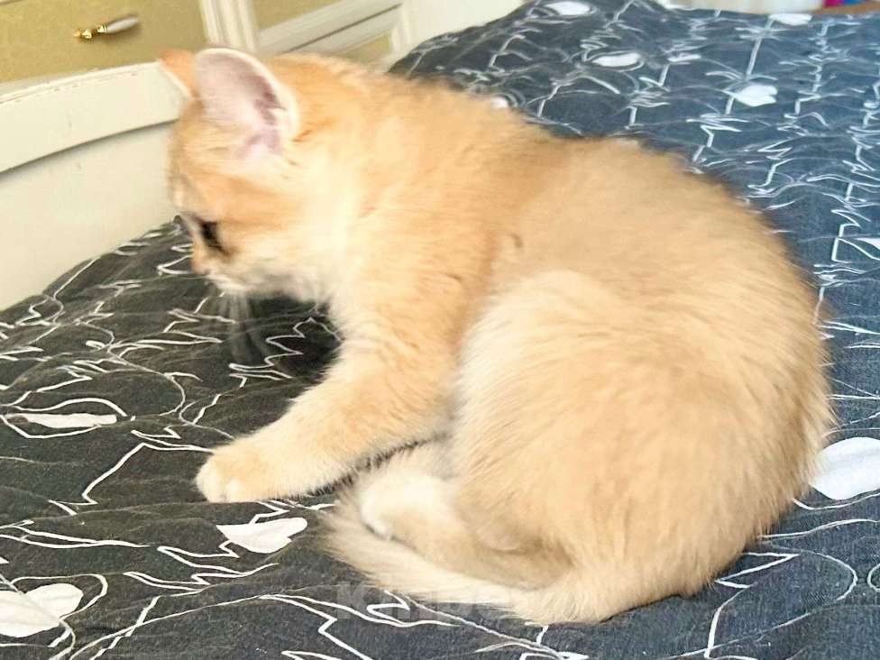 Кошки в Москве: Девочка Золотая шиншилла  Девочка, 50 000 руб. - фото 4