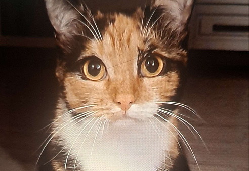 Уютная спокойная кошечка Мармуська в добрые ручки