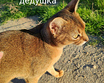 Кошки в Осе: Абиссинские котята, 18 000 руб. - фото 6