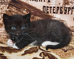 Кошки в Гатчине: Котята девочки темненькие метисы. Девочка, Бесплатно - фото 7