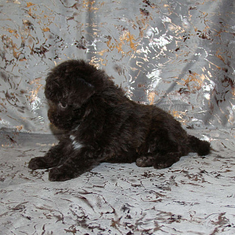 Той-пудель щенок