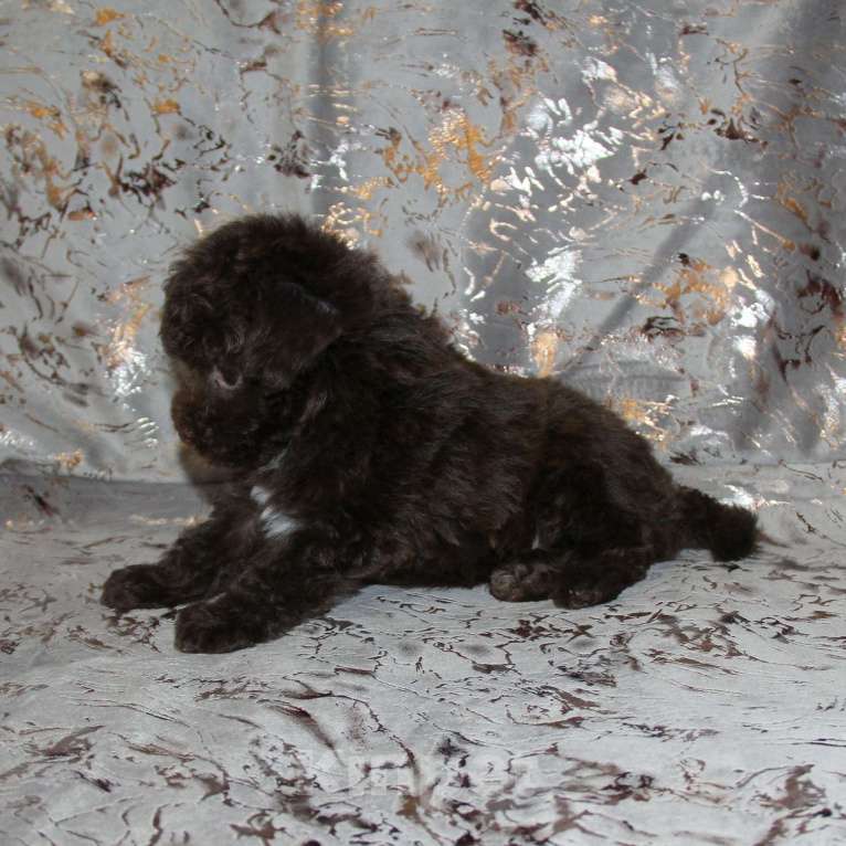 Собаки в Санкт-Петербурге: ❤️ Щенок той-пуделя мальчик шоколадный. СПб Мальчик, 80 000 руб. - фото 5