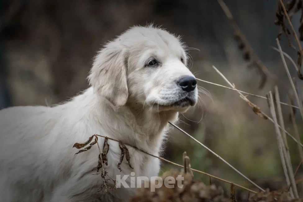 Собаки в Москве: Щенки Золотистого ретривера Мальчик, 120 000 руб. - фото 3
