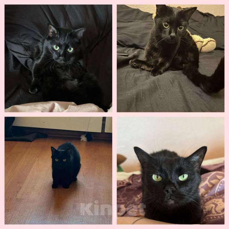 Кошки в Белгороде: 10 ЛЕТ ПРЕДАННОСТИ И ПУСТОТА ВПЕРЕДИ... СРОЧНО! 🆘🆘🆘  Ситуация безвыходная! Отдадим кошечку Девочка, Бесплатно - фото 1