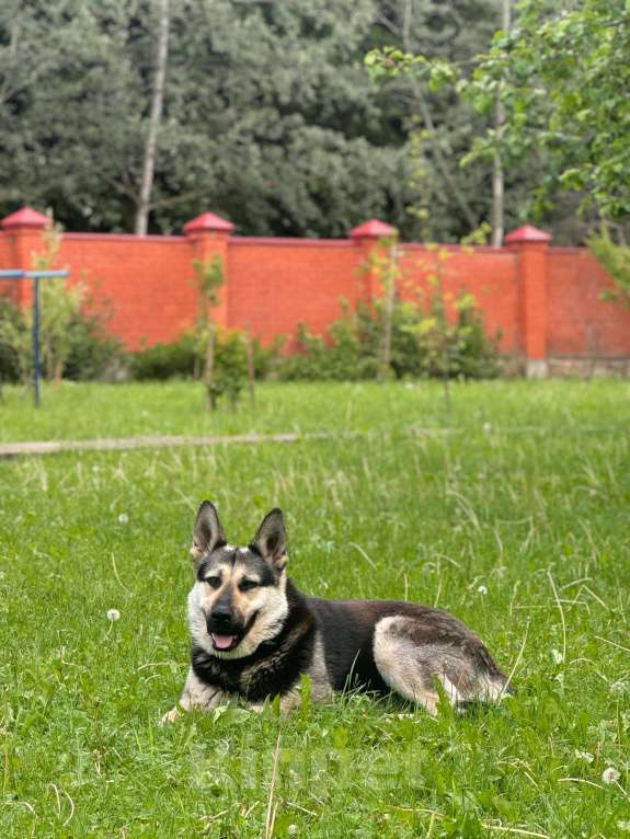 Собаки в других городах Московской области: Лаврик ищет дом! Мальчик, Бесплатно - фото 3