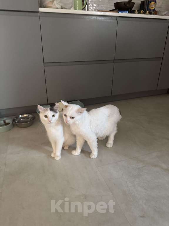 Кошки в Анапе: Продаю котенка породы Турецкий Ван Мальчик, 10 000 руб. - фото 4