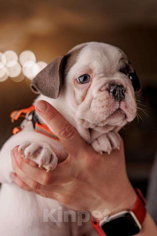 Собаки в Шахте: Французский круасан  Мальчик, 75 000 руб. - фото 4