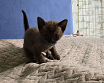 Кошки в Тюмени: Бурманский котенок Девочка, 25 000 руб. - фото 2