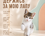 Кошки в Звенигороде: Котенок Мия Девочка, Бесплатно - фото 2