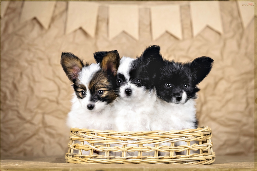 Собаки в Рыбинске: 🐕 Продаётся очаровательная девочка — континентальный той‑спаниель (папильон)! 🎀 Девочка, 70 000 руб. - фото 2