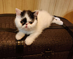 Кошки в Самаре: продажа котенка Мальчик, 20 000 руб. - фото 3