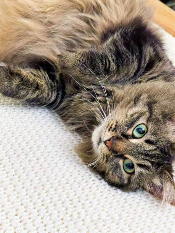 Кошки в Москве: Роскошная сибирская кошка Мурка в добрые руки Девочка, 1 руб. - фото 7