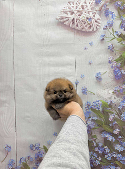 Миниатюрный мальчик