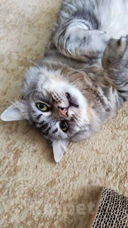 Кошки в Москве: Кот Корсик в добрые руки Мальчик, Бесплатно - фото 6